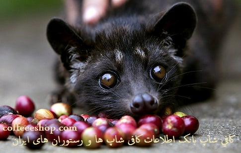 مدفوع حيواني بنام لاوک گرانترين قهوه دنياست