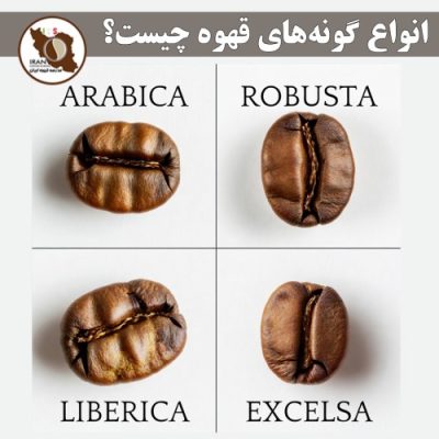 انواع گونه‌های قهوه چیست؟ | راهنمای کامل گونه‌های اصلی قهوه + ویژگی‌ها و طعم‌شناسی 