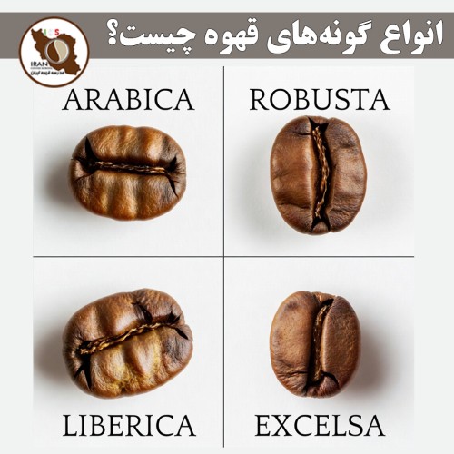 انواع گونه‌های قهوه چیست؟ | راهنمای کامل گونه‌های اصلی قهوه + ویژگی‌ها و طعم‌شناسی 
