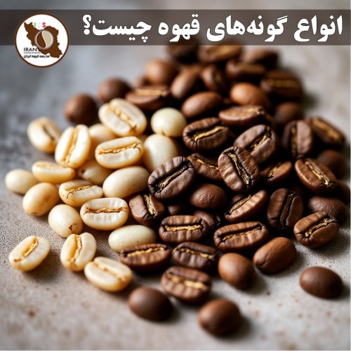 انواع گونه‌های قهوه چیست؟ | راهنمای کامل گونه‌های اصلی قهوه + ویژگی‌ها و طعم‌شناسی 
