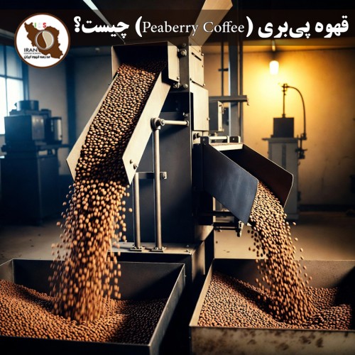 قهوه پی‌بری (Peaberry Coffee) چیست؟ | راهنمای کامل، دلایل تشکیل و طعم‌شناسی