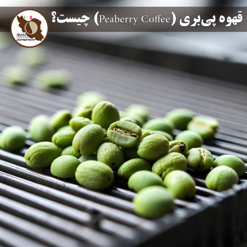 قهوه پی‌بری (Peaberry Coffee) چیست؟ | راهنمای کامل، دلایل تشکیل و طعم‌شناسی