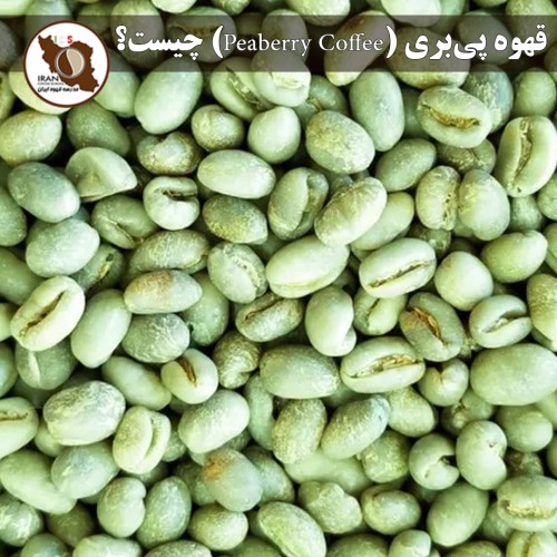 قهوه پی‌بری (Peaberry Coffee) چیست؟ | راهنمای کامل، دلایل تشکیل و طعم‌شناسی