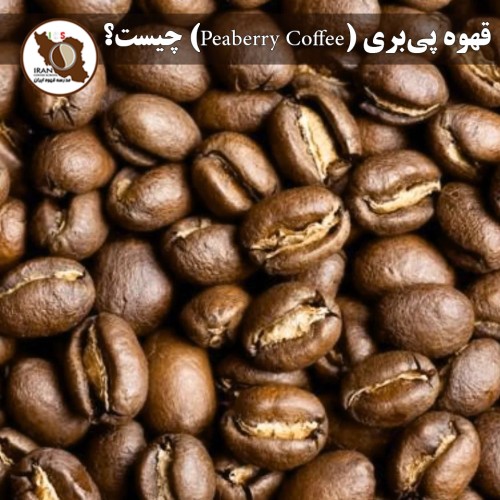 قهوه پی‌بری (Peaberry Coffee) چیست؟ | راهنمای کامل، دلایل تشکیل و طعم‌شناسی