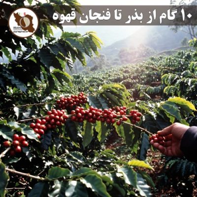 ۱۰ گام از بذر تا فنجان قهوه | فرآیند کامل تولید قهوه از مزرعه تا اسپرسو