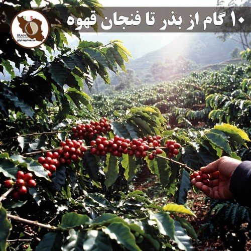 ۱۰ گام از بذر تا فنجان قهوه | فرآیند کامل تولید قهوه از مزرعه تا اسپرسو