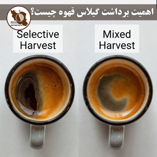 اهمیت برداشت گیلاس قهوه چیست؟ | راهنمای کامل ۱۴۰۵–۱۴۰۶