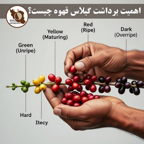 اهمیت برداشت گیلاس قهوه چیست؟ | راهنمای کامل ۱۴۰۵–۱۴۰۶