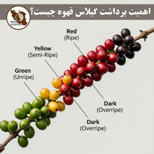 اهمیت برداشت گیلاس قهوه چیست؟ | راهنمای کامل ۱۴۰۵–۱۴۰۶