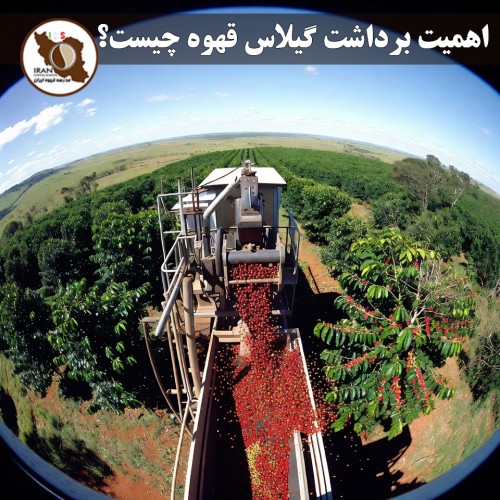 اهمیت برداشت گیلاس قهوه چیست؟ | راهنمای کامل ۱۴۰۵–۱۴۰۶