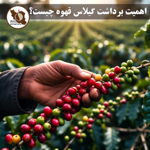 اهمیت برداشت گیلاس قهوه چیست؟ | راهنمای کامل ۱۴۰۵–۱۴۰۶