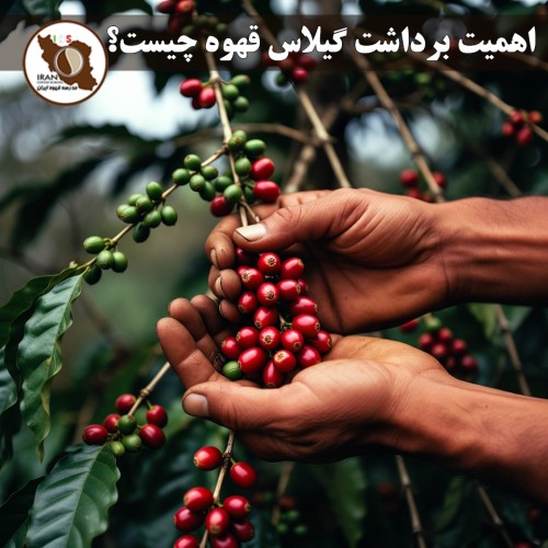 اهمیت برداشت گیلاس قهوه چیست؟ | راهنمای کامل ۱۴۰۵–۱۴۰۶