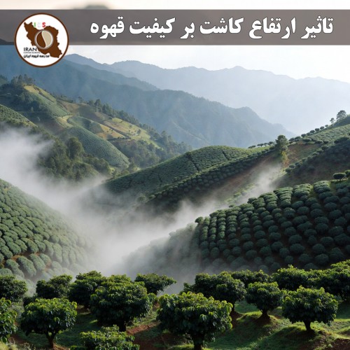 تاثیر ارتفاع کاشت بر کیفیت قهوه | راهنمای کامل + دلایل علمی