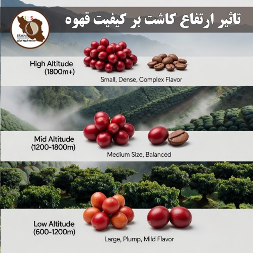 تاثیر ارتفاع کاشت بر کیفیت قهوه | راهنمای کامل + دلایل علمی