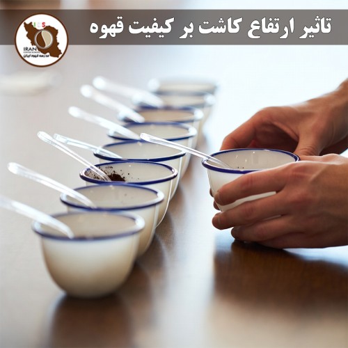 تاثیر ارتفاع کاشت بر کیفیت قهوه | راهنمای کامل + دلایل علمی