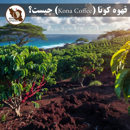 قهوه کونا (Kona Coffee) چیست؟ | راهنمای کامل قهوه مشهور هاوایی + ویژگی‌ها و طعم‌شناسی