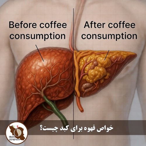 خواص قهوه برای کبد چیست؟ | بررسی علمی جامع و به‌روز | مدرسه قهوه ایران