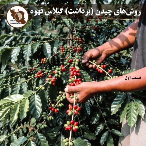 روش‌های چیدن (برداشت) گیلاس قهوه – قسمت اول راهنمای جامع ۱۴۰۵–۱۴۰۶ | مقایسه 