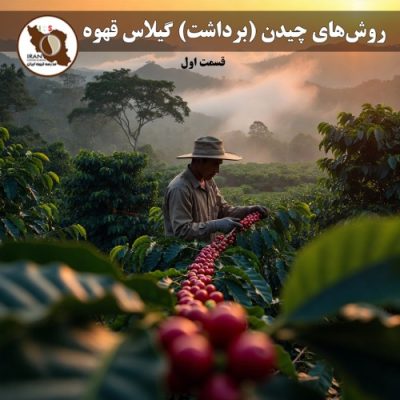 روش‌های چیدن (برداشت) گیلاس قهوه – قسمت اول راهنمای جامع ۱۴۰۵–۱۴۰۶ | مقایسه 