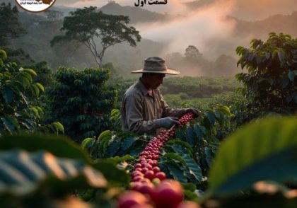 روش‌های چیدن (برداشت) گیلاس قهوه – قسمت اول راهنمای جامع ۱۴۰۵–۱۴۰۶ | مقایسه 