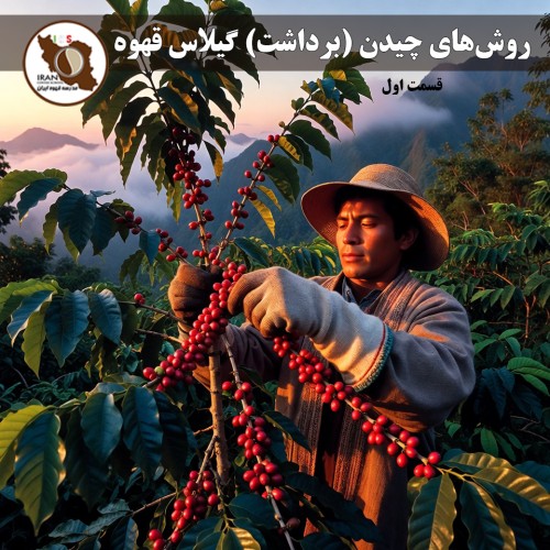 روش‌های چیدن (برداشت) گیلاس قهوه – قسمت اول راهنمای جامع ۱۴۰۵–۱۴۰۶ | مقایسه 