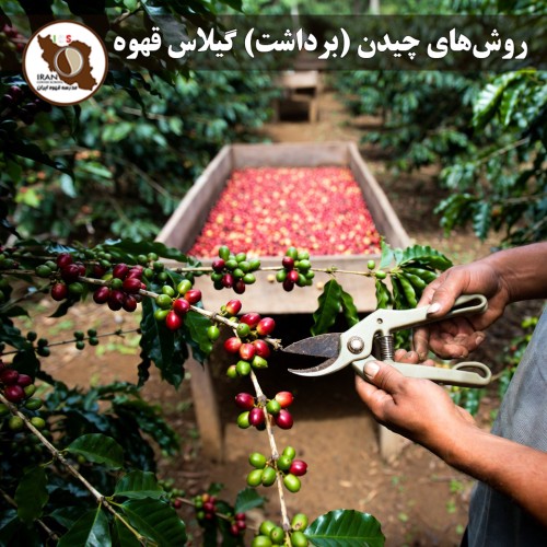 روش‌های چیدن گیلاس قهوه – قسمت دوم ۱۴۰۵–۱۴۰۶ | جزئیات عملی هر روش