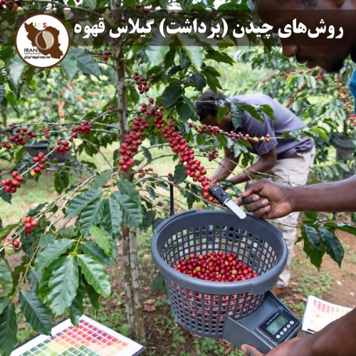 روش‌های چیدن گیلاس قهوه – قسمت دوم ۱۴۰۵–۱۴۰۶ | جزئیات عملی هر روش