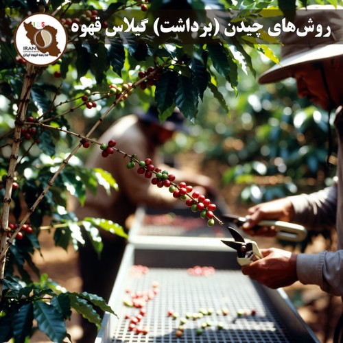 روش‌های چیدن گیلاس قهوه – قسمت دوم ۱۴۰۵–۱۴۰۶ | جزئیات عملی هر روش