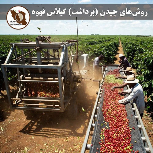 روش‌های چیدن گیلاس قهوه – قسمت دوم ۱۴۰۵–۱۴۰۶ | جزئیات عملی هر روش