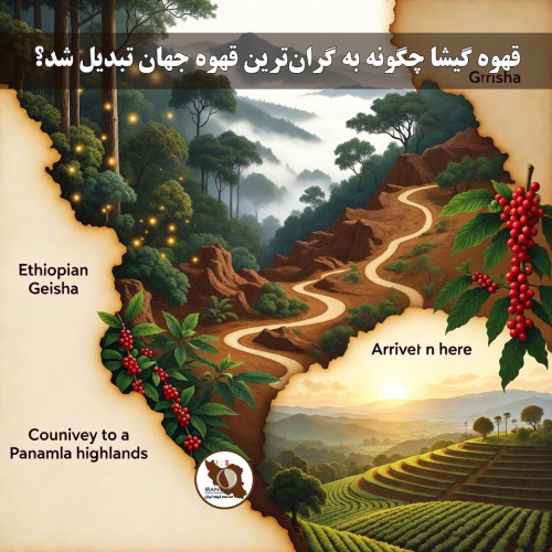 قهوه گیشا چگونه به گران‌ترین قهوه جهان تبدیل شد؟ (گیشا / Geisha / Gesha)