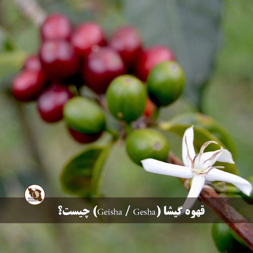قهوه گیشا چیست؟ و چرا به افسانه‌ای‌ترین واریته قهوه جهان معروف است؟