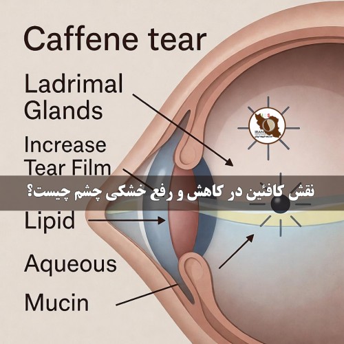 نقش کافئین در کاهش و رفع خشکی چشم چیست؟ | بررسی علمی و کاربردی
