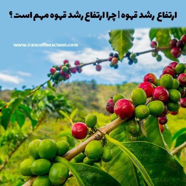 ارتفاع  رشد قهوه | چرا ارتفاع رشد قهوه مهم است ؟