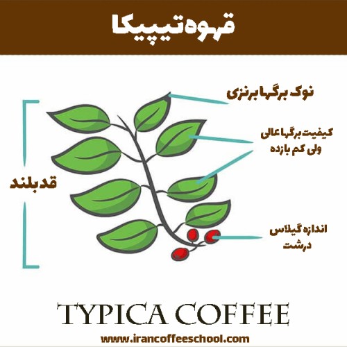قهوه تیپیکا (Typica) چیست؟