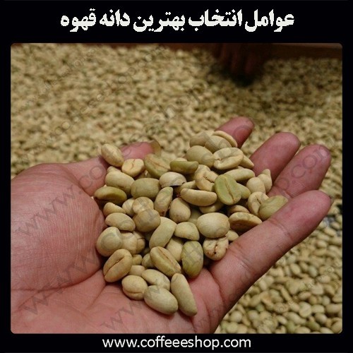 بهترین دانه قهوه چگونه انتخاب می شود؟