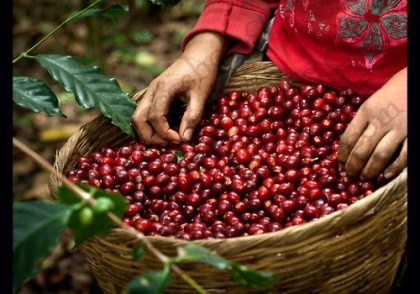 همه چیز درباره قهوه کنا (Kona Coffee)