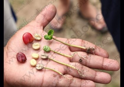 گِیشا، گونه ای از قهوه که بسیار پرطرفدار است