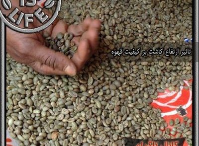 اهمیت ارتفاع کشت قهوه بر طعم آن