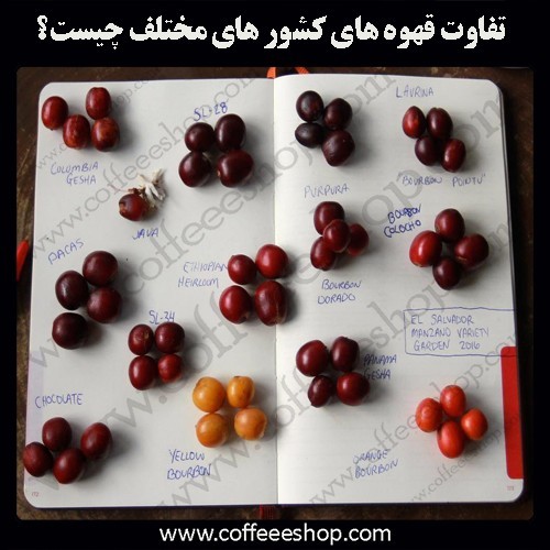 گونه های قهوه در کشورهای مختلف